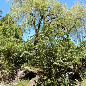 Red-Ruffed Lemur Exhibit