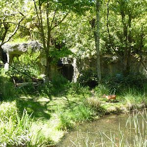 Red-Flanked Duiker/Colobus Monkey Exhibit