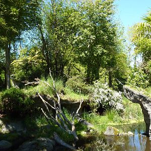 Red-Flanked Duiker/Colobus Monkey Exhibit