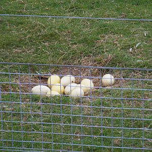 Clutch of greater rhea eggs at Marwell Wildlife, 9 May 2010