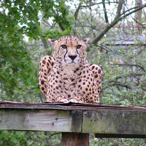Turkus the cheetah at Marwell Wildlife, 9 May 2010