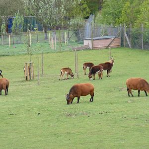 Congo buffaloes and sable antelopes at Marwell Wildlife, 9 May 2010
