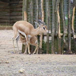 Dorcas gazelles at Marwell Wildlife, 9 May 2010
