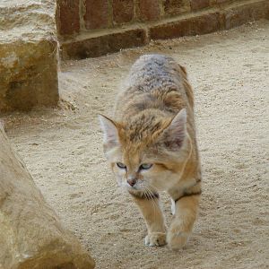 Arabian sand cat at Marwell Wildlife, 9 May 2010