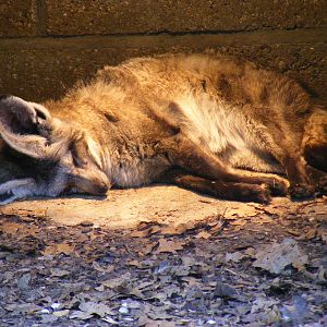 Bat-eared fox at Marwell Wildlife, 9 May 2010