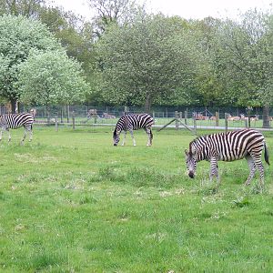 Chapman's zebras at Marwell Wildlife, 9 May 2010