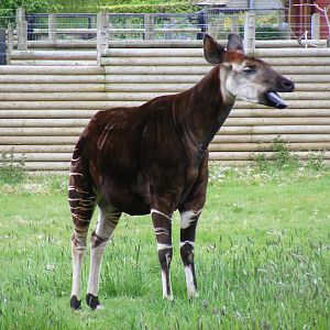 Okapi at Marwell Wildlife, 9 May 2010