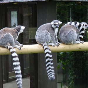 Ring-tailed lemurs at Marwell Wildlife, 9 May 2010