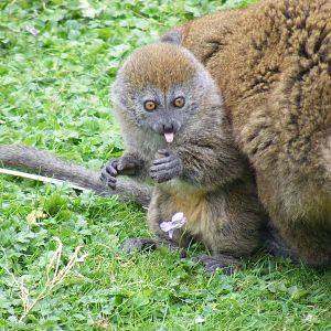 Manga the Alaotran gentle lemur at Marwell Wildlife, 9 May 2010