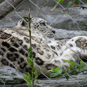 Indeever the snow leopard at Marwell Wildlife, 9 May 2010