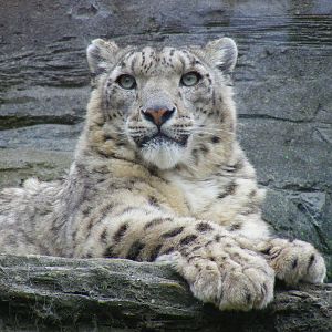 Yasmin the snow leopard at Marwell Wildlife, 9 May 2010