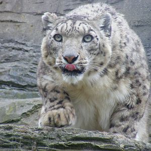 Yasmin the snow leopard at Marwell Wildlife, 9 May 2010