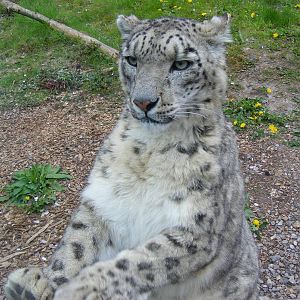 Yasmin the snow leopard climbing the glass window at Marwell Wildlife, 9 Ma