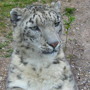Yasmin the snow leopard at Marwell Wildlife, 9 May 2010