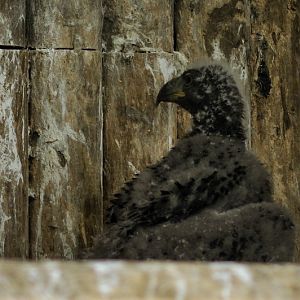Baby eagle at Hannover