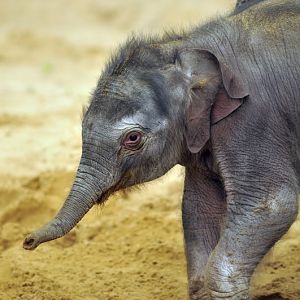 Baby elephant at Hannover