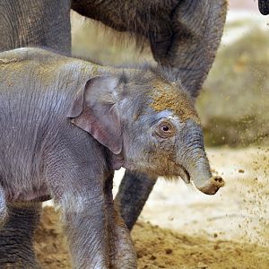Baby elephant at Hannover