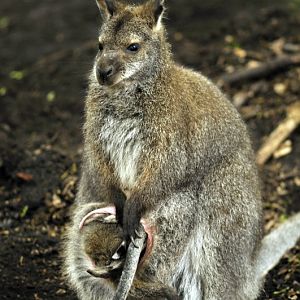 Wallaby at Hannover