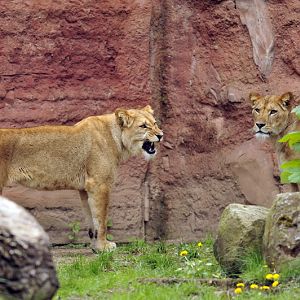 Barbary lions at Hannover