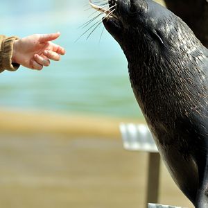 Northern fur seals at Hannover