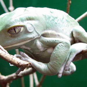 Waxy Monkey Tree Frog