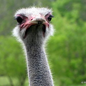 Ostrich