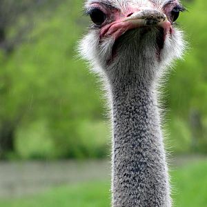 Ostrich