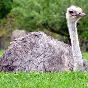 Ostrich