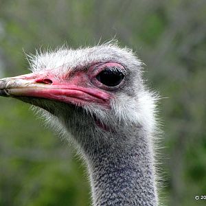 Ostrich