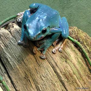 Unknown species of frog