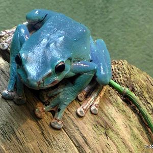 Unknown species of frog