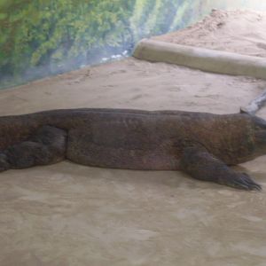 Komodo dragon