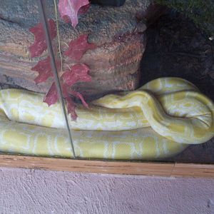 Albino tiger python in the Green Pyramid