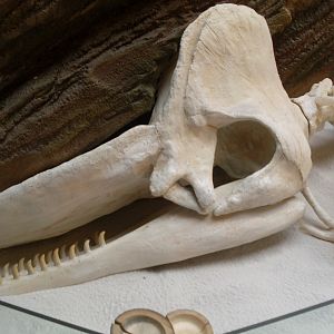 The aquarium of the crabs