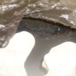 Crabs in the Green Pyramid