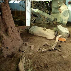 Tropikariet - African savannah exhibit
