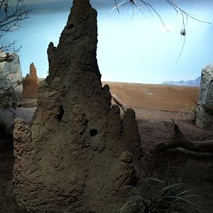 Tropikariet - African savannah exhibit