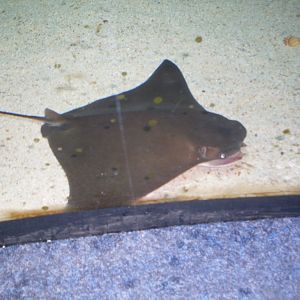 Cow-nose ray in the Green Pyramid