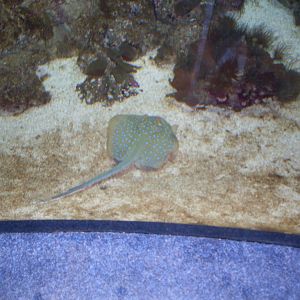 Blue- spotted ray in Green Pyramid