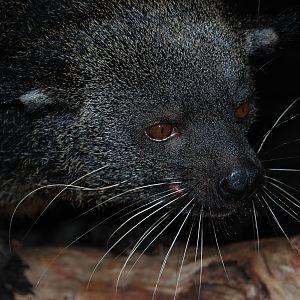 Jaya the Binturong