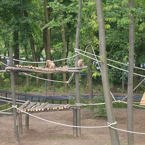 Lar gibbons in the new, big exhibit