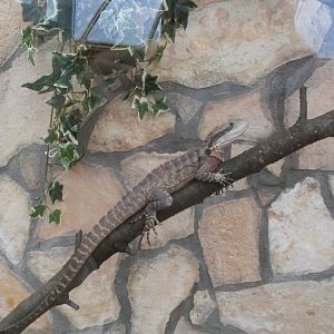 Australian water dragon in Green Pyramid