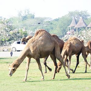 Arabian camels