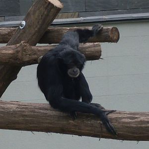 Siamang