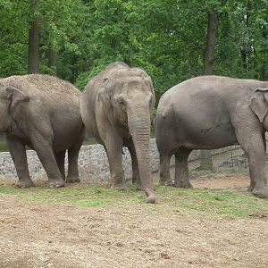 Asian elephants