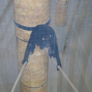 Crested gibbon in Green Pyramid