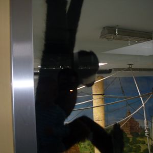 The asian elephant-crested gibbon mixed indoor exhibit