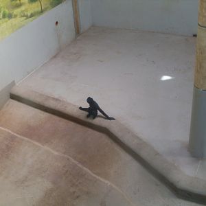 Crested gibbon in Green Pyramid