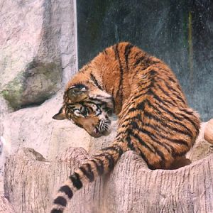 Cat Complex KK-Open zoo