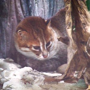 Cat Complex KK-open zoo